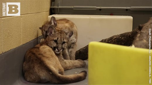 14K views · 546 reactions | Two orphaned puma cubs were moved to the Philadelphia Zoo in July after being cared for by the Washington State Department of Fish and Wildlife. | Breitbart | Facebook