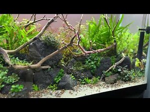 LAVA ROCK JUNGLE: (Low Tech Aquascape Tutorial)