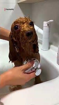 Street Dog Finally Adopted