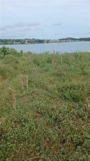 Half Acre Land for Sale on Nkumba Kasenyi Road