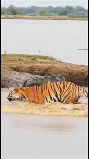 The Luckiest Gazelle in History: Saved by a Crocodile