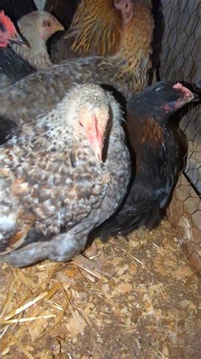 How Did I Move All These Chickens?