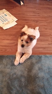 Things You Need to Know and Do When You Get a New Puppy