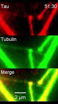 Microtubule weaving by tau droplets