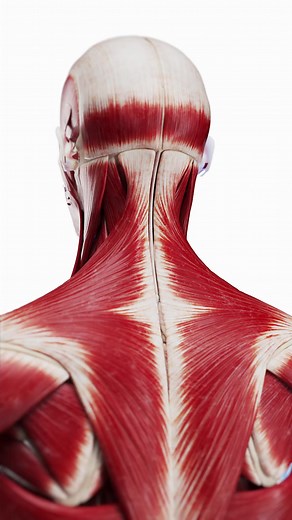 💪 Neck Muscles: Supporting Movement & Stability 💪 The muscles of the neck play a crucial role in head movement, breathing, and posture control. 🔹 Key Neck Muscles: Sternocleidomastoid (SCM) – Rotates and tilts the head. Trapezius – Supports head and shoulder movement. Scalenes – Assist in breathing and neck flexion. Levator Scapulae – Elevates the shoulder blade. Deep Neck Flexors – Provide spinal stability. 🔹 Why They Are Important: Support posture and spinal alignment. Assist in breathing