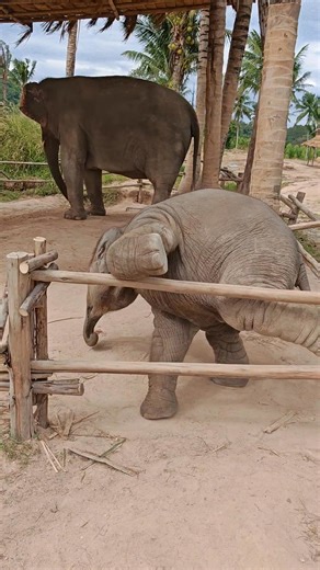 Hup! Hup! …Aaand I’m down. Thanks for the zero help, human 😂🐘 #CharlieTheElephant #LivingGreenElephantSanctuary #GiantBabyEnergy #ElephantSanctuaryThailand #CuteAnimals #FunnyAnimals #AnimalReels #ViralReels #Reels2025 #ExploreThailand #AmazingThailand #VisitThailand #ThailandTravel #TravelAsia #WildlifeReels #EthicalElephantSanctuary #BabyElephant #ElephantLovers #ThailandNature #TravelReels #DiscoverThailand #EcoTourismThailand #ThailandDiaries | Elephant Sanctuary Near Bangkok and Pattaya b