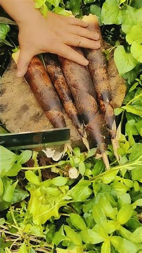 Traditional Bamboo Shoot Processing: Professional Trimming and Preparation 🎍🔪✨