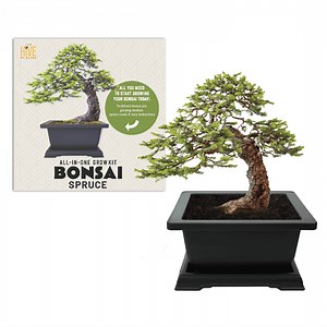 Buzzy Seeds Bonsai Tree Starter Kit, All-in-One Indoor Gardening Set for Beginners