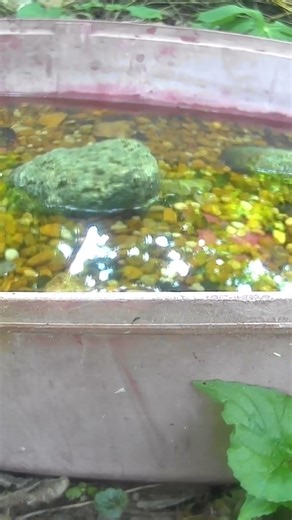 Kingsnake at the birdbath! What will happen next?