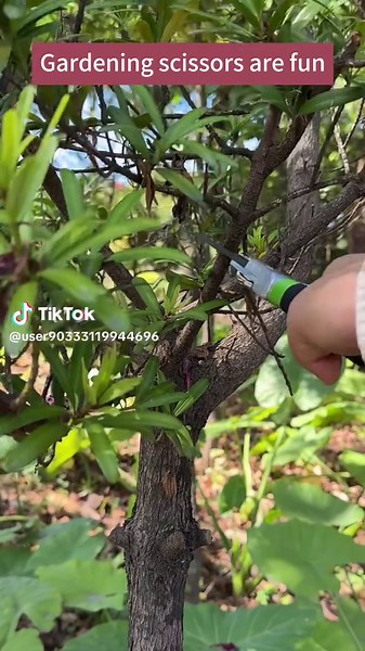 Essential Pruning Shears for Spring Gardening