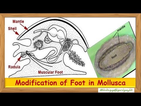 Modification of Foot in Mollusca | Types, Examples & Diagrams