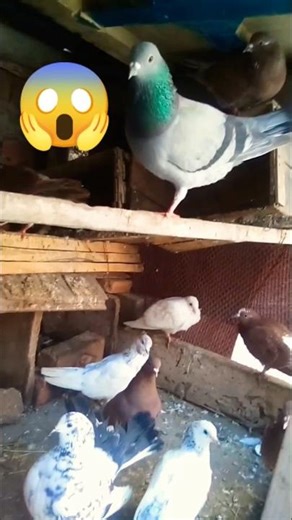 Pigeon Loft Tour: Amazing Breeds & Nesting Updates! 🕊️#habibbirdscare #pigeon #kabootar #kabutar