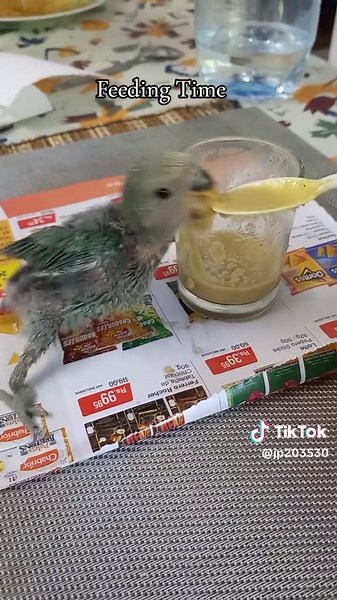 Handfeeding Baby Lovebirds: A Guide