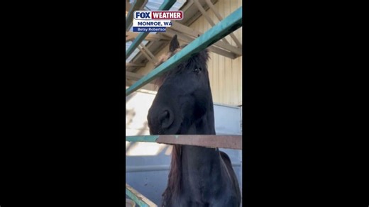 Evergreen State Fair Park provides emergency stabling for hundreds of animals displaced by historic Washington flood | Latest Weather Clips | FOX Weather