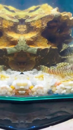 Santarem Discus Plus on Reels