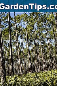 Florida Palme Arten 🌱 Tipps Gärtner - De.ezGardenTips.com
