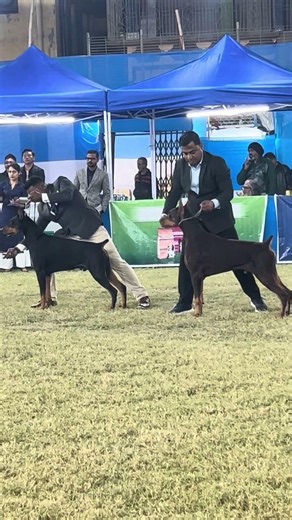 Doberman In Calcutta City Of Joy Kennel Club Dog Show #doberman #dogyzlife #calcuttadogshow #kcishow