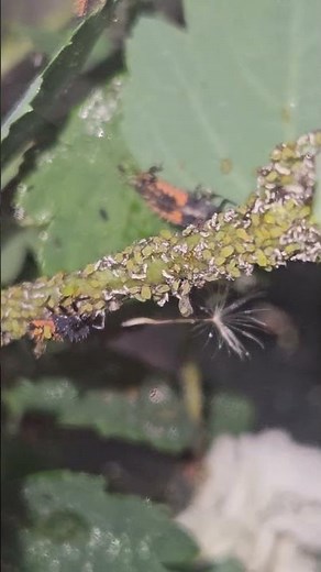 Harmonia axyridis larvae feeding on aphids (Aphis pomi) #insects #nature