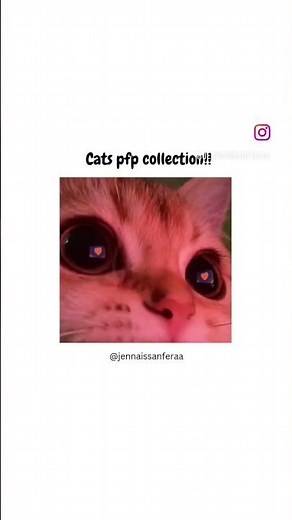 cats pfp collection!! (cat profile picture collection) ♥︎
