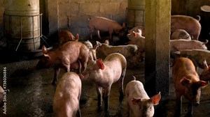 Breeder pig with dirty body scramble eat food , Close-up of Pig's body beset livestock .Big pig on a farm in a pigsty, young big domestic pig at animal farm indoors,4k video