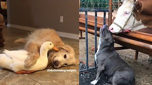 This Is Why Dogs Are The Most Amazing Creatures - 1Funny.com