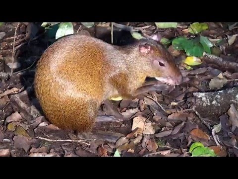 Agoutis Love Seeds