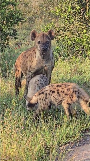Curious Hyena Family Comes to Check Us Out