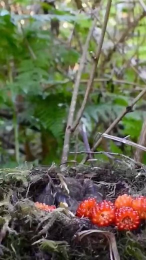 288K views · 1.8K reactions | Love nature #birdlife #amazingbird #birdlovers | The Wildlife | Facebook