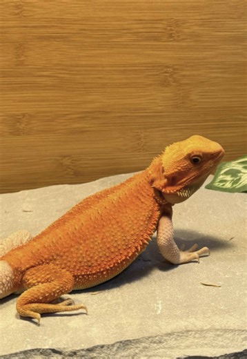Adorable Bearded Dragons: Your Ultimate Pet Guide