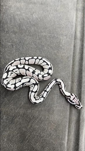 How a BLACK AND WHITE Ball Python is Made?! #animals #ballpython #reptiles #snake #ballpythonmorphs