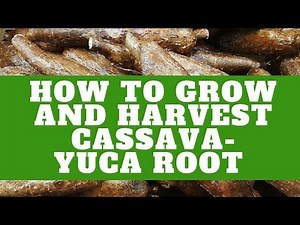How To Grow and Harvest Cassava Yuca | Growing