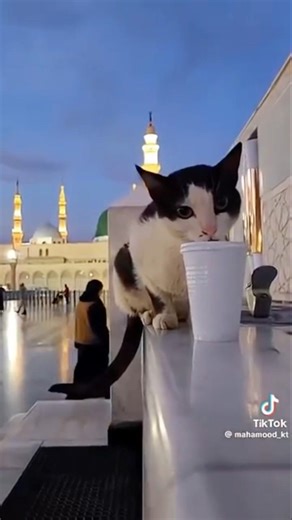 I love madeena #shortsfeed #love