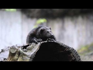Wild Nordic Animals: The Wolverine
