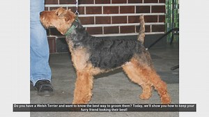 How to Groom Your Welsh Terrier: Step-by-Step Guide