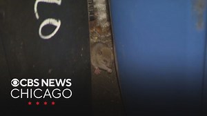 Chicago rat birth control pilot program expanding to Lincoln Park on North Side