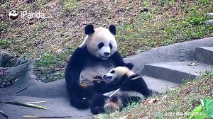 105K views · 11K reactions | This is definitely a bedtime routine of a breast milk-addicted baby. Watch full video here: https://youtu.be/nw8x3U1opuU All history episodes of Panda Billboard: https://goo.gl/y84WDY #PandaBillboard #CCRCGP | iPanda | Facebook