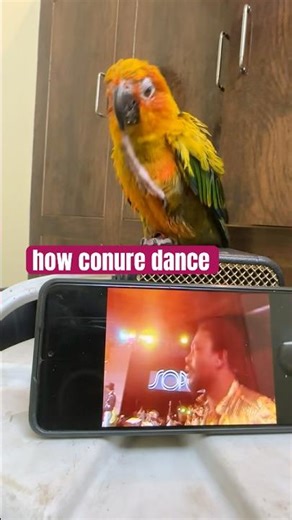 sun conure dance #lucknow #sunconure