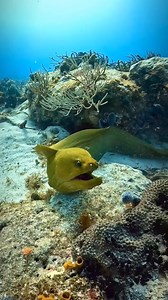 2.8M views · 10K reactions | Looks yummy  #morayeel #fishing #viralreelschallenge #trendingreels #underwaterphotography #fbreelsvideo #fb | Fish Hunter Vlog | Facebook