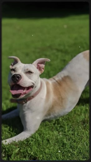 Our 4 four legged children 💜💜💜 wouldn’t have it any other way ##dogdad##dogs##CapCut