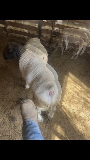 Exploring the Dorper Sheep: Qualities and Benefits