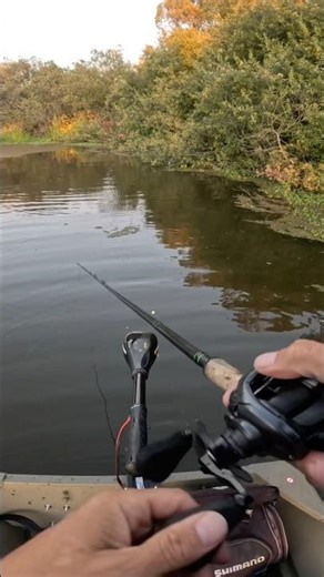 Topwater Frog 🐸 Blow-up