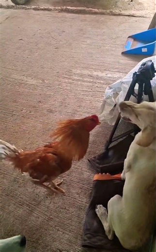 chicken vs dog