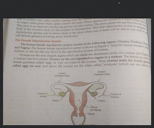 cell (female gamete) and bring about fertilisation.The Female ... | Filo
