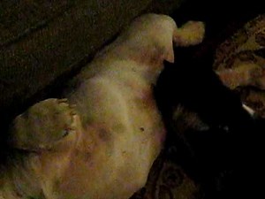 CAT SUCKS DOG OFF ..... HILARIOUS!!!!