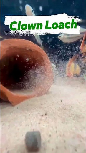 Clown loaches