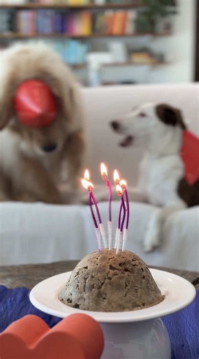 75% OFF on Petlove Health Plans This Month!
