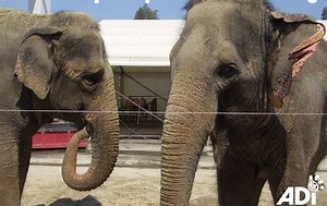 French circus drops elephant act after abusive past emerges