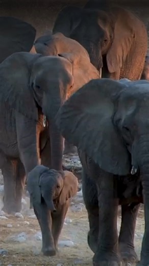 2.8K reactions · 53 shares | Wildlife is thriving thanks to communal conservancies - locally-led efforts that protect nature and support people. But with growth comes challenges. When people and animals clash, conservancies help keep the balance. Head over to our website to read more stories about how Conservation works around the world!  bit.ly/4lcZBI4 #NamibiaAfrica #ConservationThatWorks #ConservationFrontlines | Conservation Frontlines | Facebook