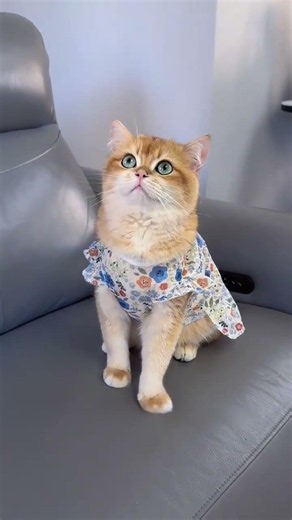 Stop Cat Hair Everywhere! The Secret to a Clean Home