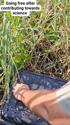 A 3m female Southern African Python which we caught for some data collection at one of my study sites. Released right where we caught her. A relaxed specimen, this species is usually quite a handful! #Snakes #snake #reptile #reptiles #Python #pythons #herpetology #conservation #snakeconservation #wildlifeconservation #wildlife #southafrica #KZN | Nick Evans - Reptile Rescue & Research